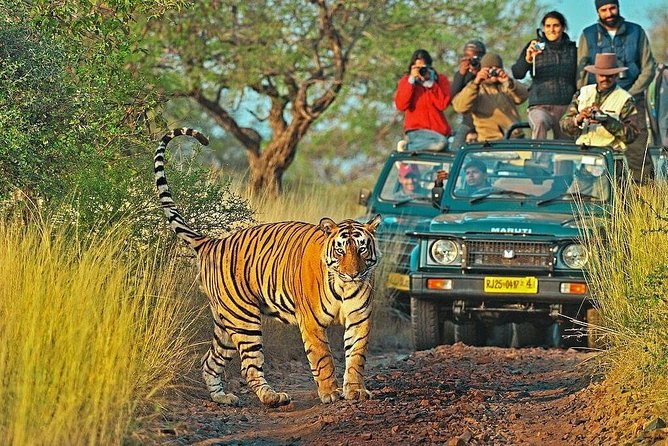 Day 4: Ranthambore Jungle Safari