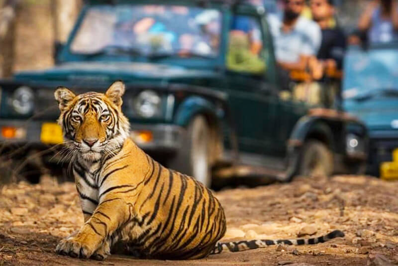 Day 4: Rishikesh to Jim Corbett – Into the Wild Day 4: Rishikesh to Jim Corbett – Into the Wild