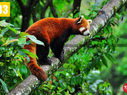 Day 2: Darjeeling Sightseeing