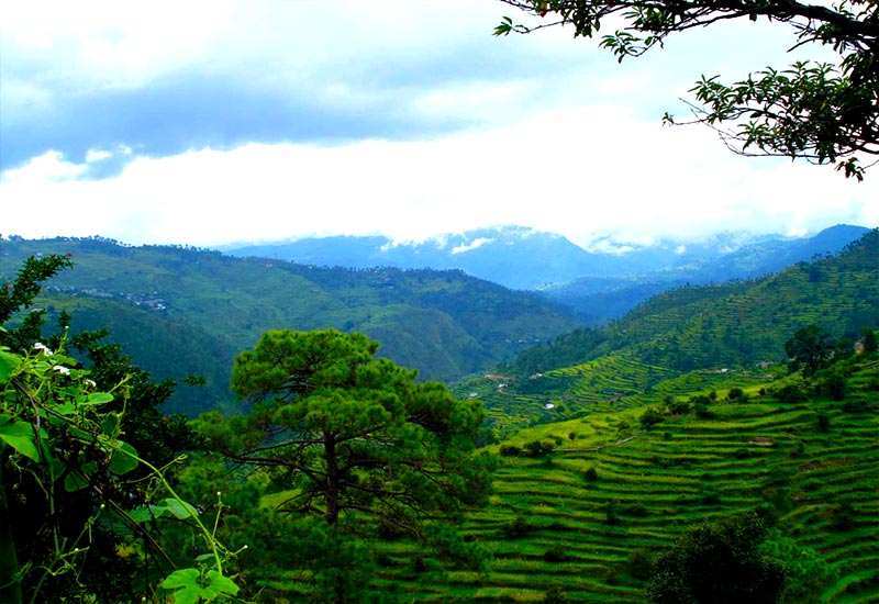 Day 3: Nainital to Ranikhet – Meadows & Pine Forests Day 3: Nainital to Ranikhet – Meadows & Pine Forests