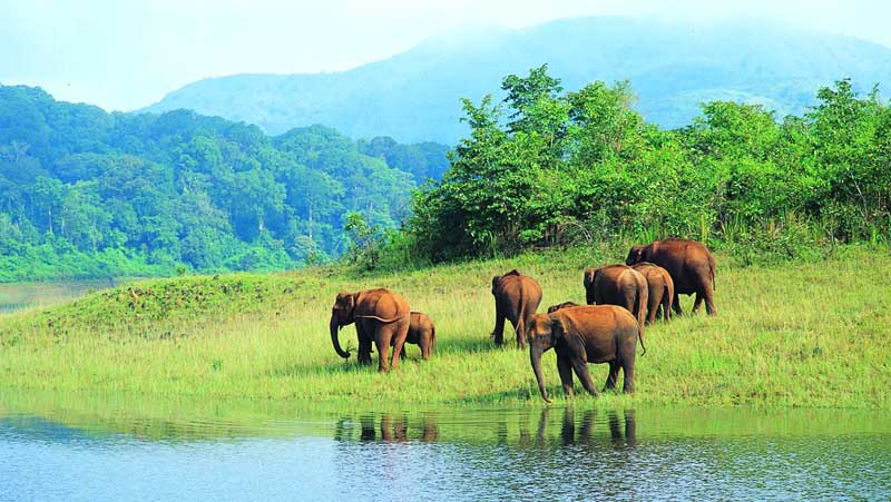 Day 4: Munnar to Thekkady – Wildlife & Spice Trails Day 4: Munnar to Thekkady – Wildlife & Spice Trails
