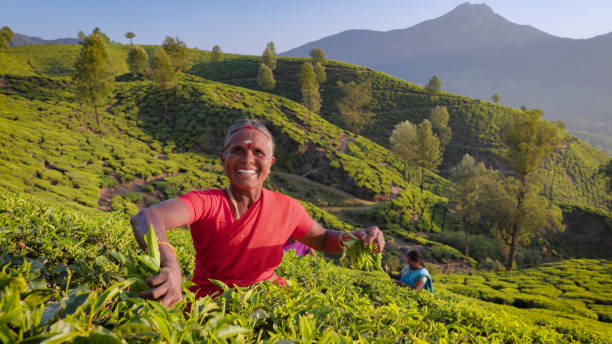 Day 2: Munnar Sightseeing – Nature & Views Day 2: Munnar Sightseeing – Nature & Views