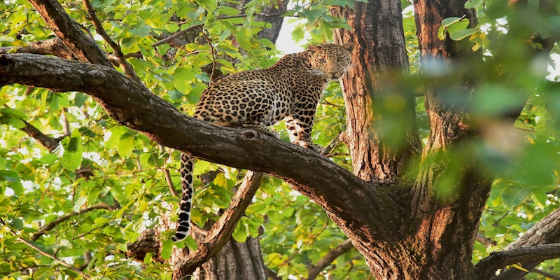 Thrilling Jhalana leopard safari Reserve with Jaipur Thrilling Jhalana leopard safari Reserve with Jaipur