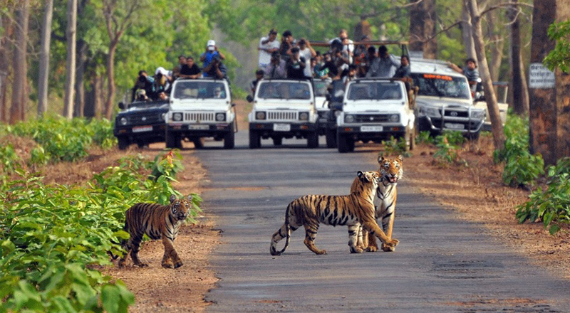 Beauty of Nature with Wildlife Beauty of Nature with Wildlife