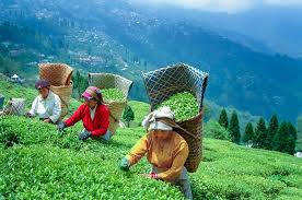Discover Darjeeling, Pelling & Gangtok